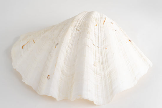 Large South Pacific Tridacna Gigas Clam Shell Specimen